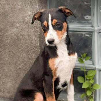 Chihuahua and Terrier Dogs Available for Adoption in Albany, New York - Mira | PetCurious