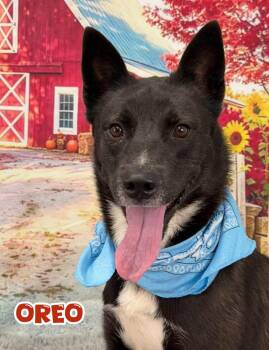 Oreo -  Mixed Breed Dog for Adoption in Flint, Michigan - Oreo | PetCurious