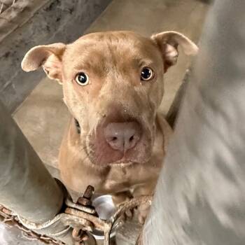 Rescue Mixed Breed Dogs for Adoption in Savannah, Georgia - Siren | PetCurious