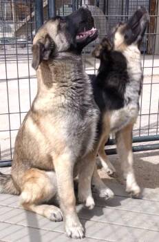 German Shepherd Dog Dogs Available for Adoption in San Luis, Colorado - Sargeant Left | PetCurious