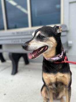 Zoe (ID 52175) -  Doberman Pinscher and Hound Dog for Adoption in Manassas, Virginia - Zoe (ID 52175) | PetCurious