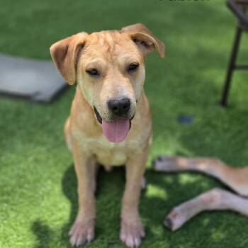 Fabien -  Labrador Retriever and Cane Corso Dog for Adoption in Blairstown, New Jersey - Fabien | PetCurious