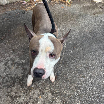 Rescue Terrier Dogs for Adoption in St. Louis, Missouri - Zeke Yeager | PetCurious