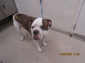 Ice Cube (806) -  American Bulldog Dog for Adoption in Marietta, Georgia - Ice Cube (806) | PetCurious