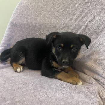 Pit Bull Terrier Dogs Available for Adoption in Kanab, Utah - Pop Rock | PetCurious