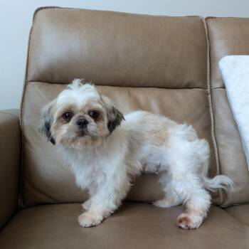 Shih Tzu Dogs Available for Adoption - Paisley | PetCurious
