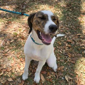 Mixed Breed Dogs Available for Adoption in Williston, Florida - Jacqueline | PetCurious