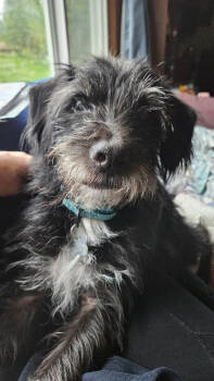 Rescue Terrier Dogs for Adoption in Plymouth, Minnesota - Kai | PetCurious