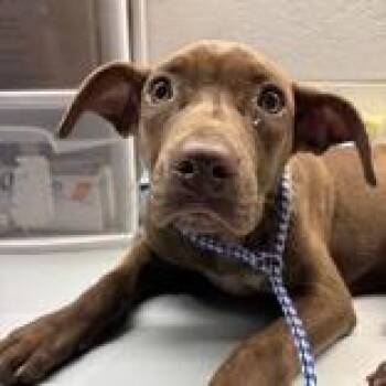 Terrier and Mixed Breed Dogs Available for Adoption in Tampa, Florida - Reece | PetCurious