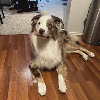 Australian Shepherd Dogs Available for Adoption in Ada, Minnesota - Gobi | PetCurious