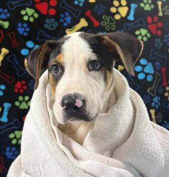 Mochaccino -  Labrador Retriever and Beagle Dog for Adoption in Morton Grove, Illinois - Mochaccino | PetCurious