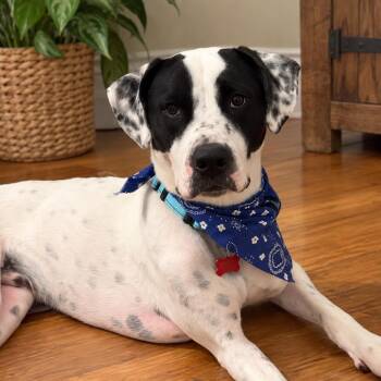KERMIT (Kind, Loves Affection, LOVES ALL AGES, Good With Dogs, L -  Cattle Dog Dog for Adoption in Houston, Texas - KERMIT (Kind, Loves Affection, LOVES ALL AGES, Good With Dogs, L | PetCurious
