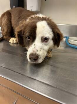 Terrier and Mixed Breed Dogs Available for Adoption in Martinez, California - HELENA | PetCurious