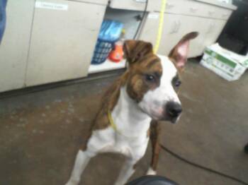 Rescue Mixed Breed Dogs for Adoption in Dallas, Texas - FRED | PetCurious