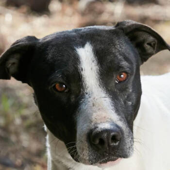 Rescue Mixed Breed Dogs for Adoption in Bend, Oregon - Baba | PetCurious