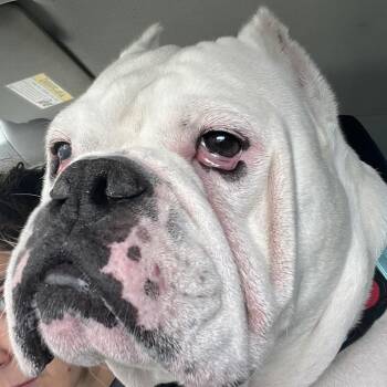 English Bulldog Dogs Available for Adoption in Berkeley, California - Johnny Cash | PetCurious
