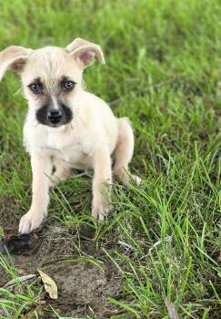 Louise -  Terrier Dog for Adoption in Macomb, Michigan - Louise | PetCurious