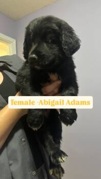 Abigail Adams (Yellow Stripe) -  Labrador Retriever and Poodle Dog for Adoption in Russellville, Kentucky - Abigail Adams (Yellow Stripe) | PetCurious