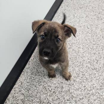 Adidas -  Husky and Mixed Breed Dog for Adoption in Clavet, Saskatchewan - Adidas | PetCurious