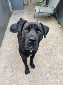 King -  Cane Corso Dog for Adoption in Chicago, Illinois - King | PetCurious