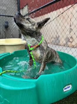 Wicky -  Mixed Breed Dog for Adoption in Narberth, Pennsylvania - Wicky | PetCurious