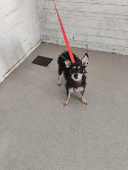 PAISLEY -  Terrier Dog for Adoption in San Bernardino, California - PAISLEY | PetCurious