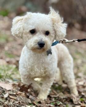Poodle Dogs Available for Adoption - Oliver Twist | PetCurious
