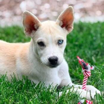 Carol -  Labrador Retriever and Mixed Breed Dog for Adoption in Ferndale, Michigan - Carol | PetCurious