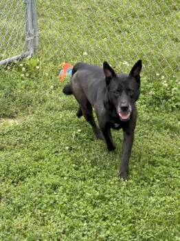 Tommy -  Mixed Breed Dog for Adoption in Columbus, Indiana - Tommy | PetCurious