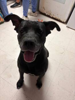 Duke -  Cane Corso Dog for Adoption in Morgantown, Kentucky - Duke | PetCurious