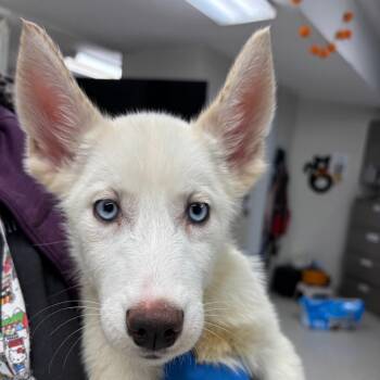Bane -  Husky and Mixed Breed Dog for Adoption in Indianapolis, Indiana - Bane | PetCurious