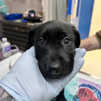 Black Labrador Retriever and Mixed Breed Dogs Available for Adoption - Pink | PetCurious