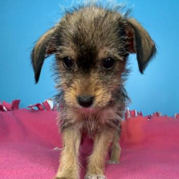 Chihuahua and Brussels Griffon Dogs Available for Adoption in San Antonio, Texas - Maxine | PetCurious