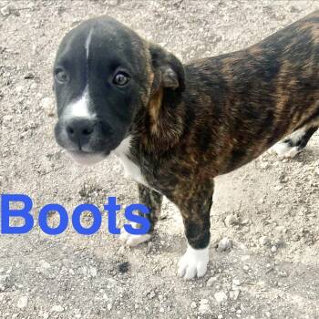 Boxer Dogs Available for Adoption - Boots | PetCurious