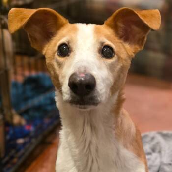 Kindle (Candle) -  Mixed Breed Dog for Adoption in Glenfield, New York - Kindle (Candle) | PetCurious