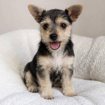 Chorkie and Mixed Breed Dogs Available for Adoption in Pelham, New Hampshire - Mazie  | PetCurious