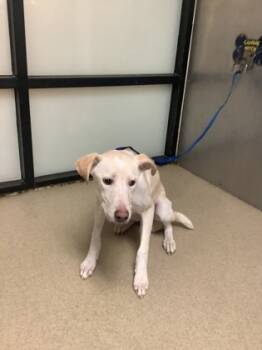 Rescue Retriever and Mixed Breed Dogs for Adoption in Fort Worth, Texas - Golden | PetCurious