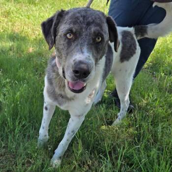 Bluford -  Great Pyrenees and Mixed Breed Dog for Adoption in Graham, Texas - Bluford | PetCurious