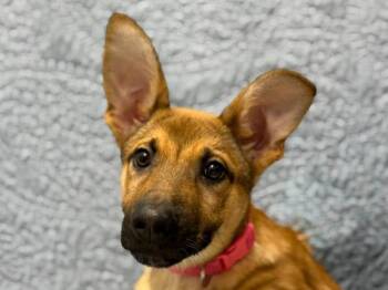 Kingston -  German Shepherd Dog Dog for Adoption in Portland, Oregon - Kingston | PetCurious