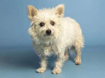 WILLY -  Cairn Terrier and Mixed Breed Dog for Adoption in Phoenix, Arizona - WILLY | PetCurious