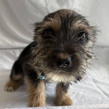 Kit -  Mixed Breed Dog for Adoption in Canal Winchester, Ohio - Kit | PetCurious