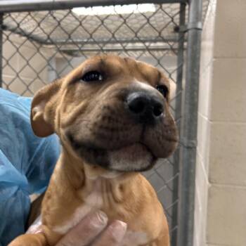 Hamm -  Shar Pei Dog for Adoption in Reno, Nevada - Hamm | PetCurious