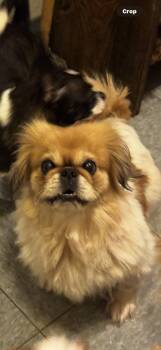 Rescue Pekingese Dogs for Adoption in Hallsville, Missouri - Gracie | PetCurious