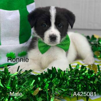 Labrador Retriever Dogs Available for Adoption - Ronnie | PetCurious