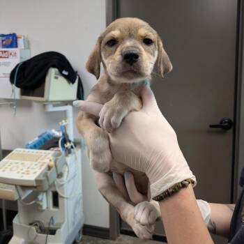 Pink -  Black Mouth Cur and Mixed Breed Dog for Adoption in Cleveland, Mississippi - Pink | PetCurious