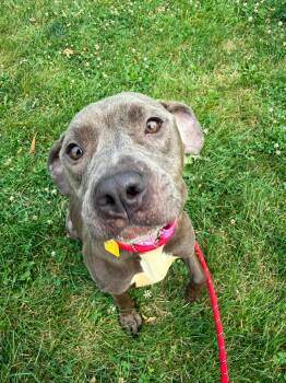 Tootsie -  Pit Bull Terrier Dog for Adoption in Cleveland, Ohio - Tootsie | PetCurious