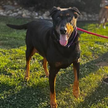 Rescue Doberman Pinscher Dogs for Adoption in Parkersburg, West Virginia - Marshal | PetCurious