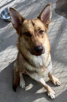 Shepherd Dogs Available for Adoption - Bagel | PetCurious