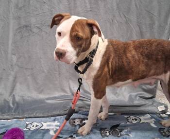 Charisma -  Pit Bull Terrier Dog for Adoption in Shepherdsville, Kentucky - Charisma | PetCurious