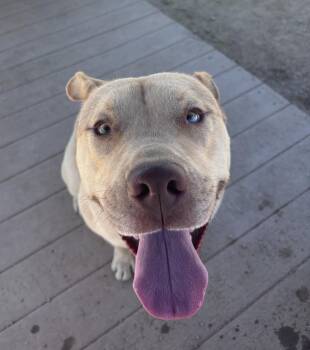 Marty -  Pit Bull Terrier and Husky Dog for Adoption in Incline Village, Nevada - Marty | PetCurious